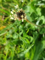 Plantago lanceolata