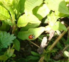 Coccinella septempunctata