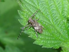 Mesosa nebulosa