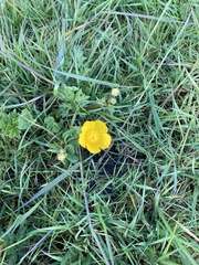 Ranunculus acris