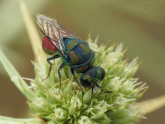 Pseudochrysis incrassata