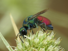 Pseudochrysis incrassata