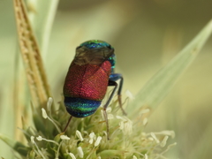 Pseudochrysis incrassata