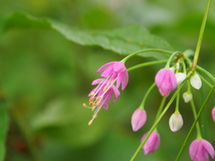 Allium allegheniense