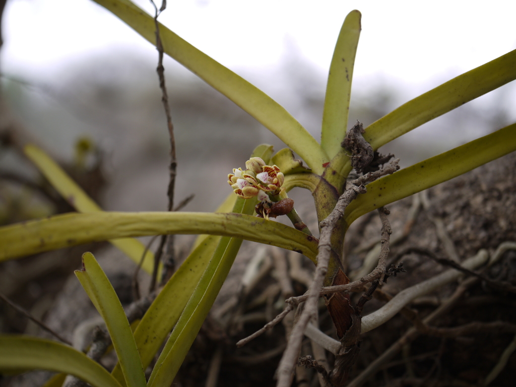 Acampe praemorsa