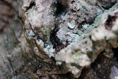 Crematogaster scutellaris