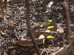 Crotalus oreganus concolor