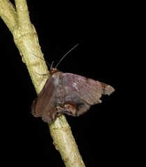 Mecodina albodentata