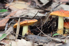 Cortinarius austrocinnabarinus