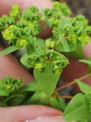 Euphorbia pterococca image