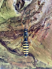 Ctenophora flaveolata