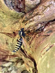 Ctenophora flaveolata