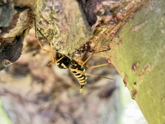 Ctenophora flaveolata