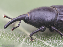 Scyphophorus acupunctatus