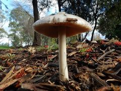 Volvopluteus gloiocephalus