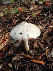 Volvopluteus gloiocephalus