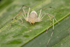 Scytodes pallida
