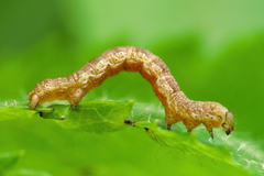 Erannis defoliaria