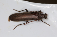 Calopus serraticornis