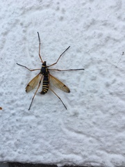 Ctenophora flaveolata