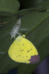 Eurema sari