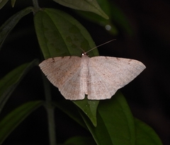 Probithia imprimata