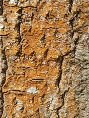 Trentepohlia umbrina