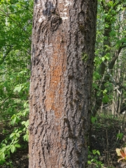 Trentepohlia umbrina