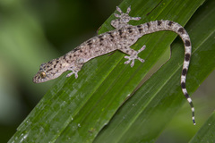 Gekko monarchus