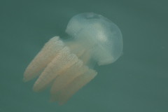 Acromitus