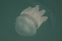 Acromitus