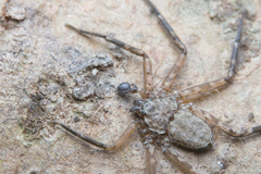 Siamspinops