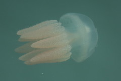 Acromitus