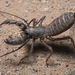 Tohono Vinegaroon - Photo (c) bryan-maltais, some rights reserved (CC BY-NC), uploaded by bryan-maltais