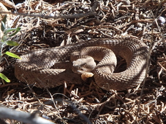 Crotalus oreganus concolor