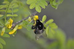 Bombus