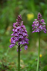 Orchis × hybrida