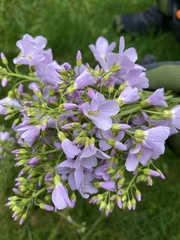 Angiospermae