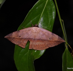 Hypopyra pudens