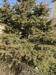 Picea obovata