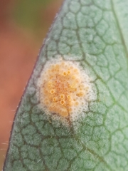 Puccinia festucae