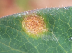 Puccinia festucae