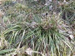Carex digitata
