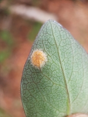 Puccinia festucae