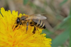 Apis mellifera