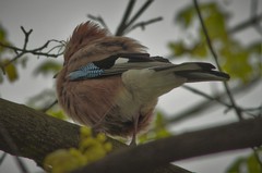 Garrulus glandarius