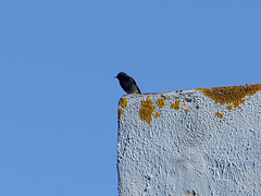 Phoenicurus ochruros