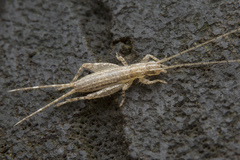 Mogoplistinae