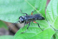 Liris subtessellatus