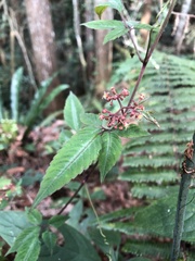 Pseudocayratia pengiana